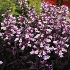 DAKOTA™ BURGUNDY BEARDTONGUE