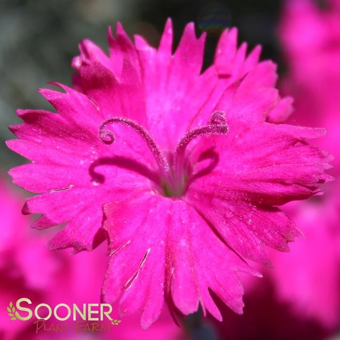 NEON STAR DIANTHUS - Image 4