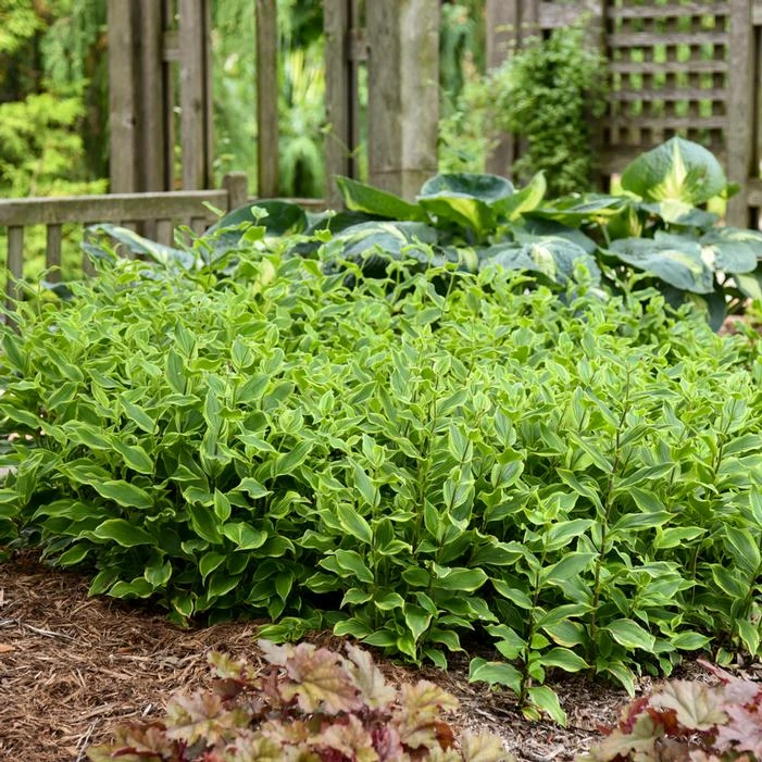 AUTUMN GLOW TOAD LILY - Image 2