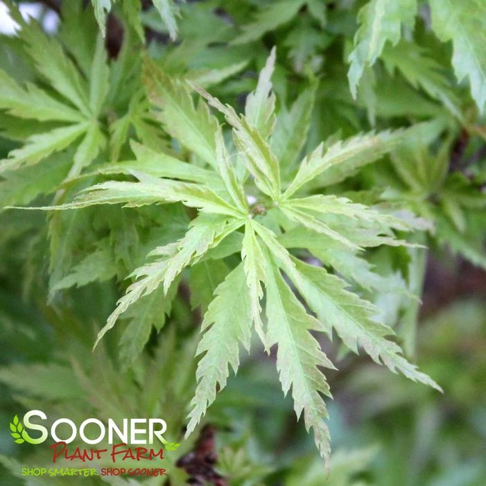 CHIRIMEN NISHIKI UPRIGHT JAPANESE MAPLE - Image 2