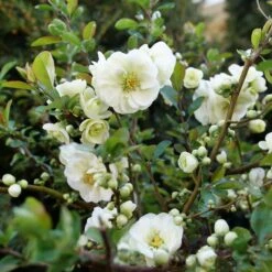 DOUBLE TAKEĀ® ETERNAL WHITE QUINCE