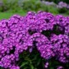 LAURA GARDEN PHLOX