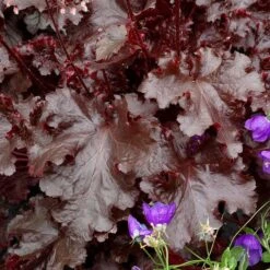 BLACK BEAUTY CORAL BELLS