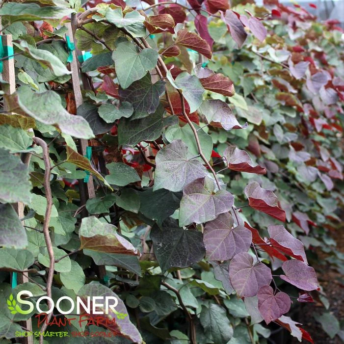 PURPLE RAIN WEEPING REDBUD - Image 2