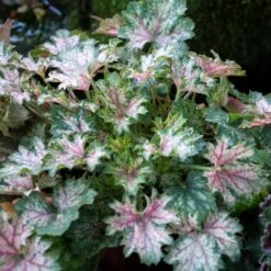 DEW DROPS CORAL BELLS