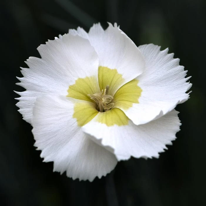 WHETMAN® AMERICAN PIE® KEY LIME PIE DIANTHUS - Image 2