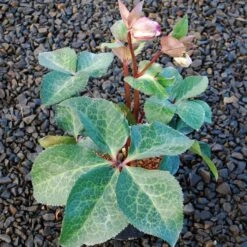 FROSTKISS® GLENDA'S GLOSS LENTEN ROSE