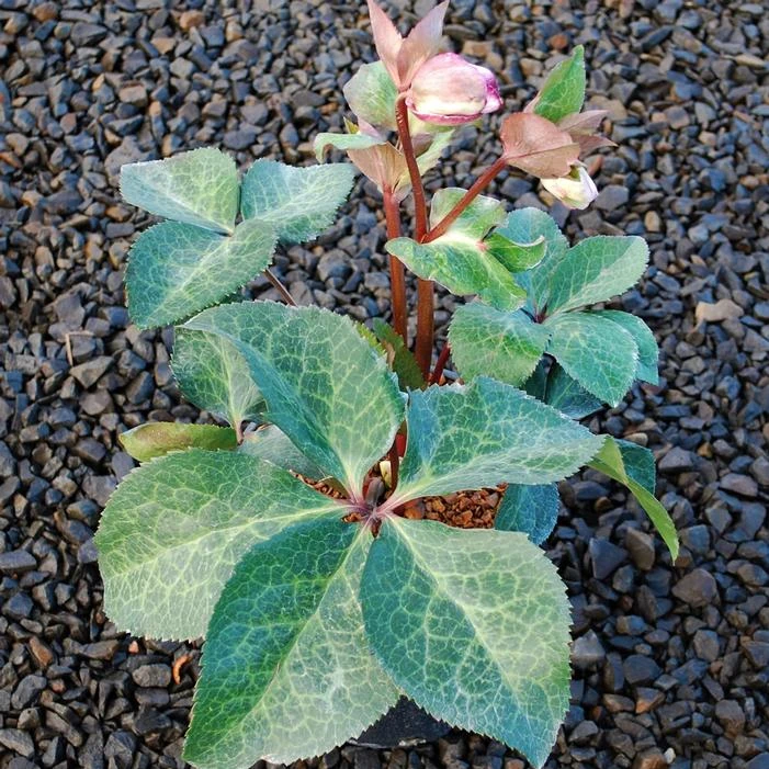 FROSTKISS® GLENDA'S GLOSS LENTEN ROSE