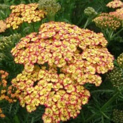 RAINBOW™ TRICOLOR YARROW