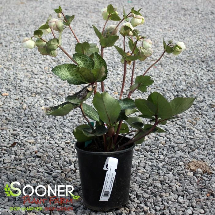 FROSTKISS® MOONDANCE LENTEN ROSE - Image 3