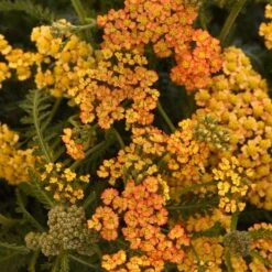 MILLY ROCK⢠YELLOW TERRACOTTA YARROW