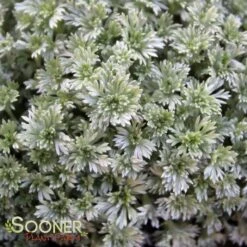 SILVER MOUND WORMWOOD