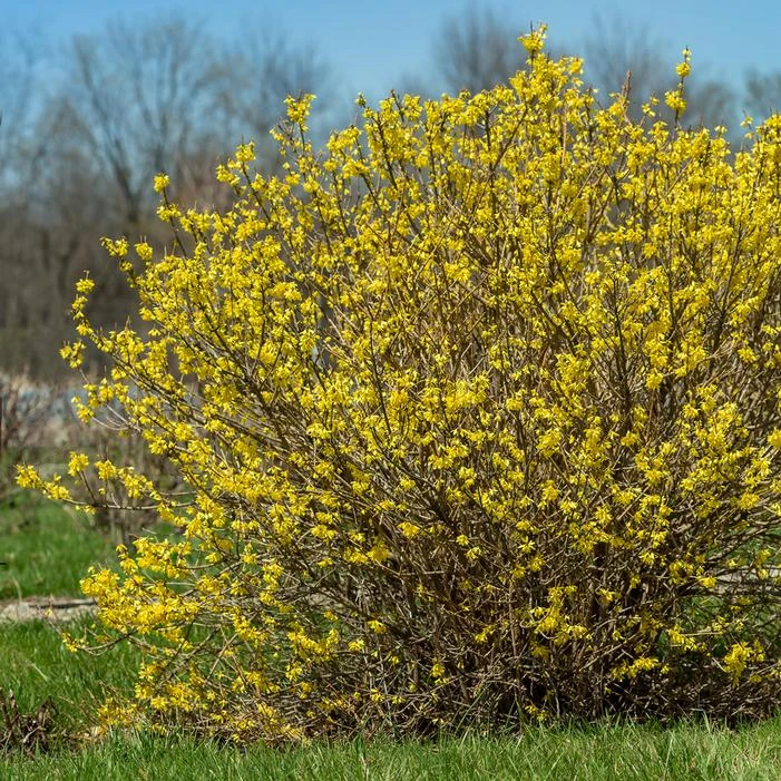 SPRING FLINGĀ® FORSYTHIA - Image 3