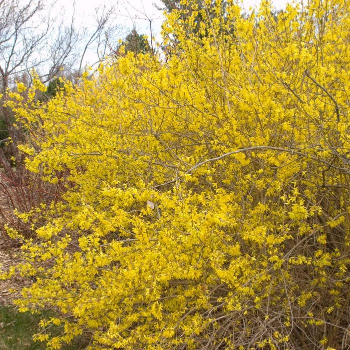 MEADOWLARK FORSYTHIA