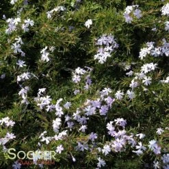 EMERALD BLUE CREEPING PHLOX