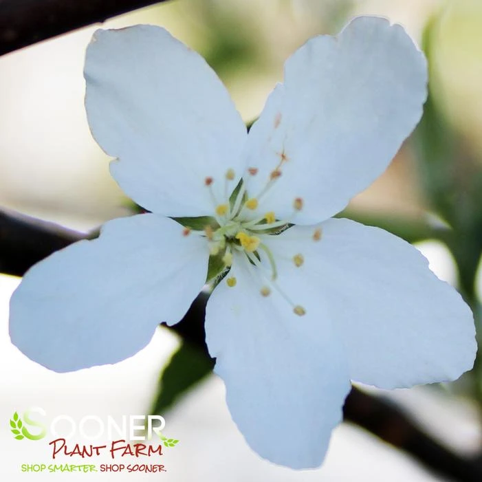 GOLDEN RAINDROPSĀ® CRABAPPLE - Image 2