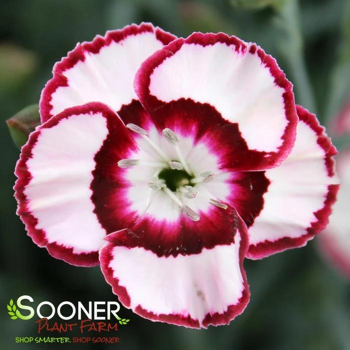 RASPBERRY SWIRL DIANTHUS - Image 5