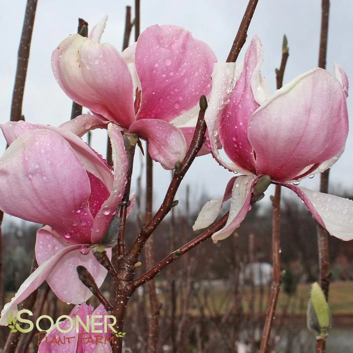 SAUCER MAGNOLIA - Image 2
