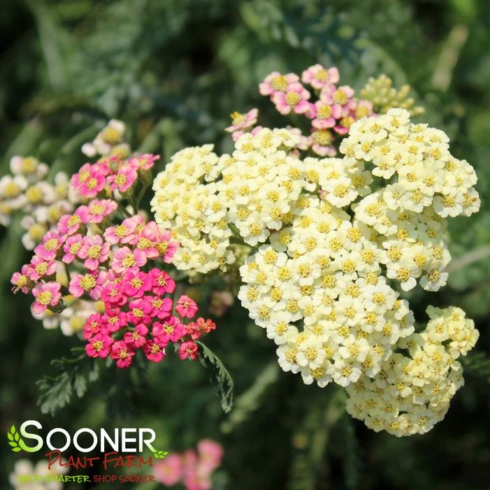 SUMMER PASTELS YARROW - Image 5