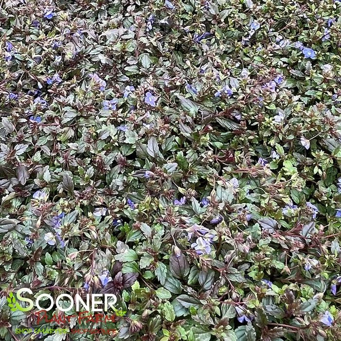 GEORGIA BLUE SPEEDWELL - Image 2