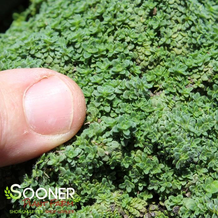 ELFIN CREEPING THYME - Image 2