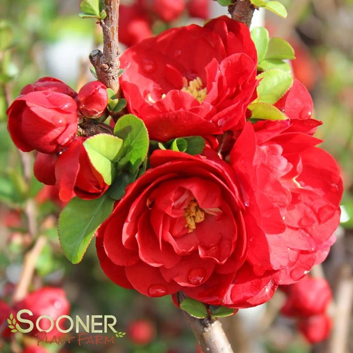 DOUBLE TAKEĀ® SCARLET STORM QUINCE - Image 4
