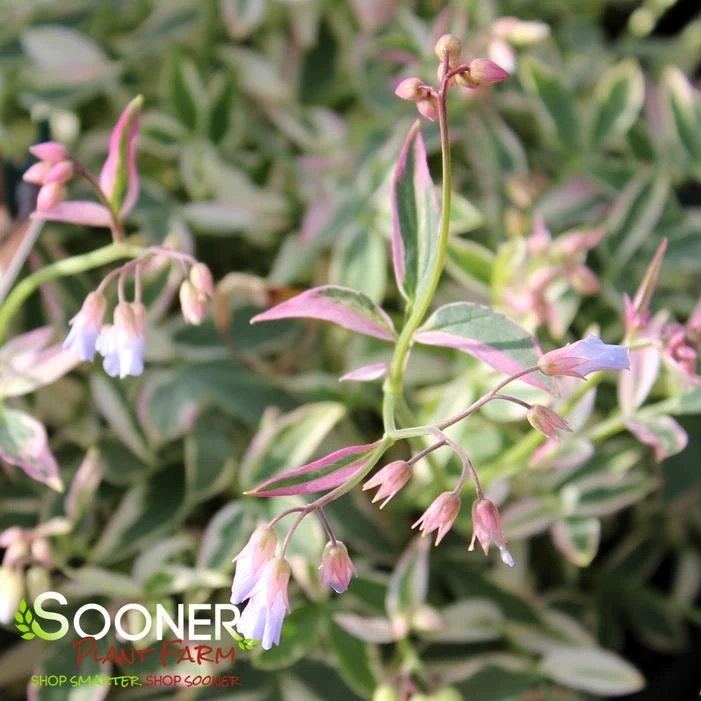 TOUCH OF CLASS JACOB'S LADDER - Image 2