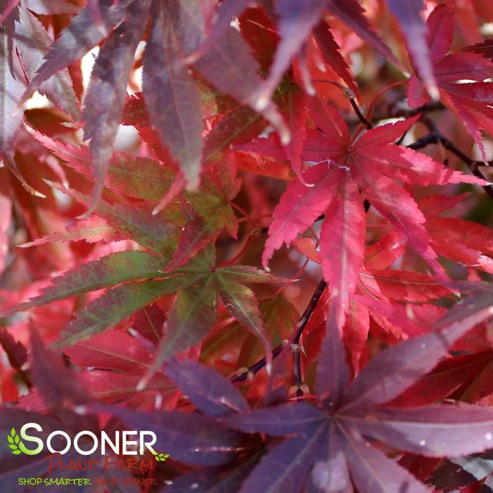 PIXIE UPRIGHT JAPANESE MAPLE - Image 3