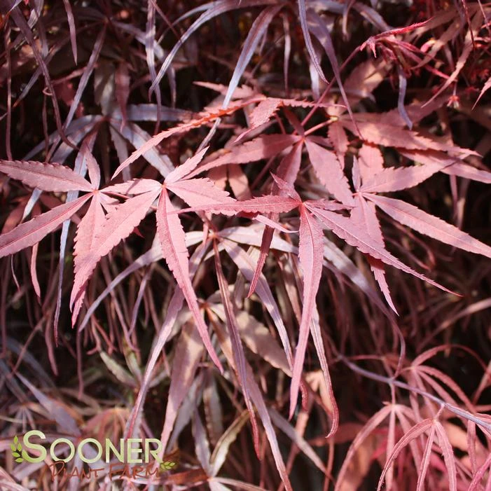 HUBB'S RED WILLOW UPRIGHT JAPANESE MAPLE - Image 2