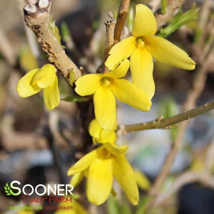 SHOW OFF STARLET® FORSYTHIA - Image 2