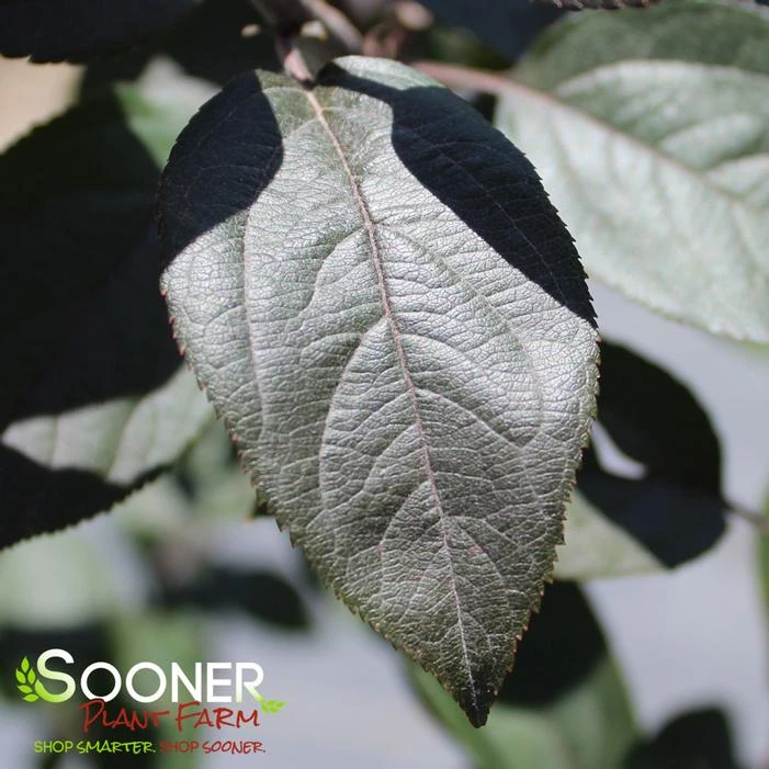 VELVET PILLAR CRABAPPLE - Image 2