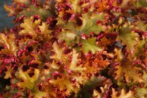 ZIPPER CORAL BELLS - Image 2