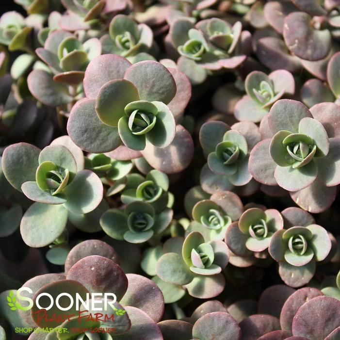 SUNSPARKLERĀ® CHERRY TART SEDUM - Image 3