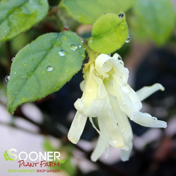 JAZZ HANDS WHITE® LOROPETALUM - Image 2