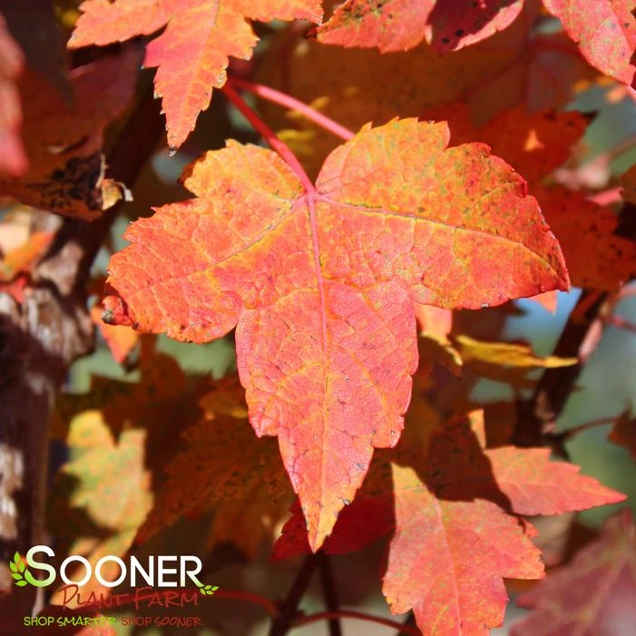 REDPOINTE® RED MAPLE - Image 2