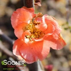 DOUBLE TAKEĀ® PEACH STORM QUINCE
