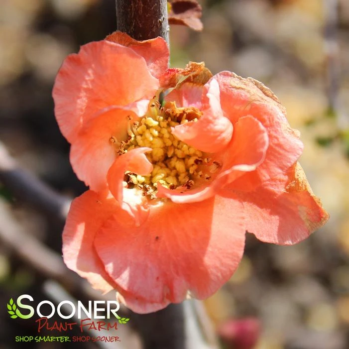 DOUBLE TAKEĀ® PEACH STORM QUINCE