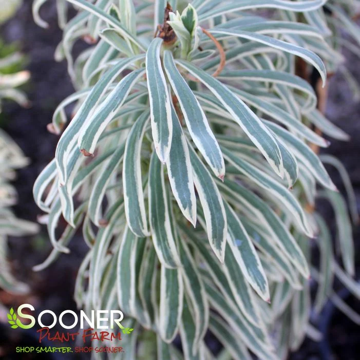 TASMANIAN TIGER EUPHORBIA - Image 2