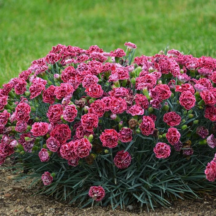FRUIT PUNCH® CHERRY VANILLA DIANTHUS - Image 4