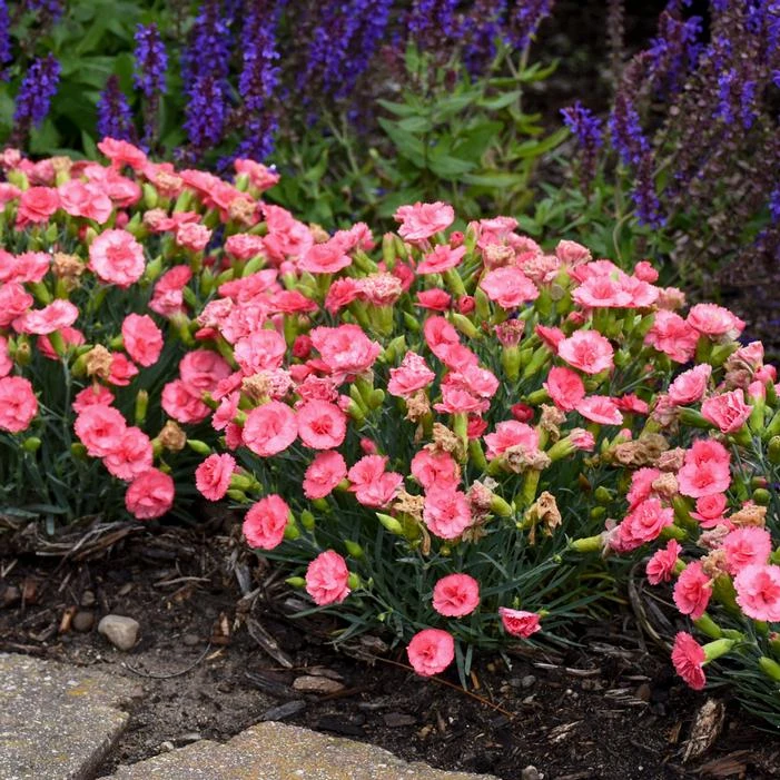 FRUIT PUNCH® CLASSIC CORAL DIANTHUS - Image 2