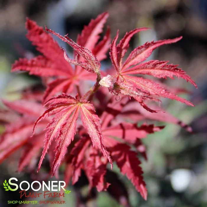 SUMINAGASHI UPRIGHT JAPANESE MAPLE - Image 4
