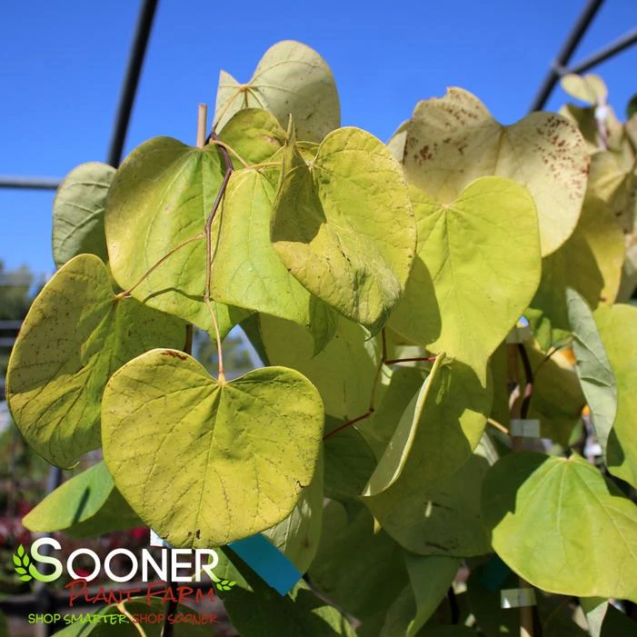 GOLDEN FALLSĀ® WEEPING REDBUD - Image 2
