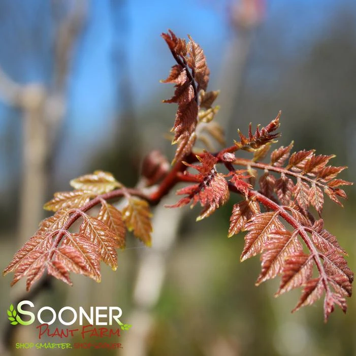 GOLDEN RAINTREE - Image 2