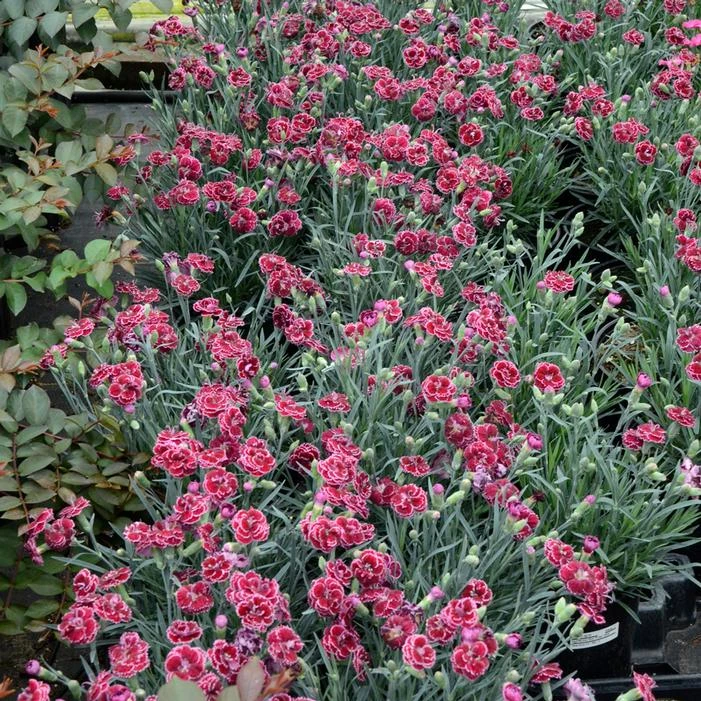 FRUIT PUNCH® BLACK CHERRY FROST DIANTHUS