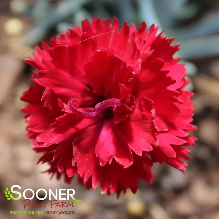 FRUIT PUNCH® MARASCHINO DIANTHUS - Image 2
