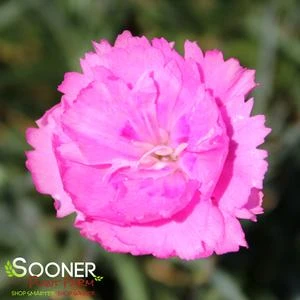 FRUIT PUNCH® SWEETIE PIE DIANTHUS - Image 3