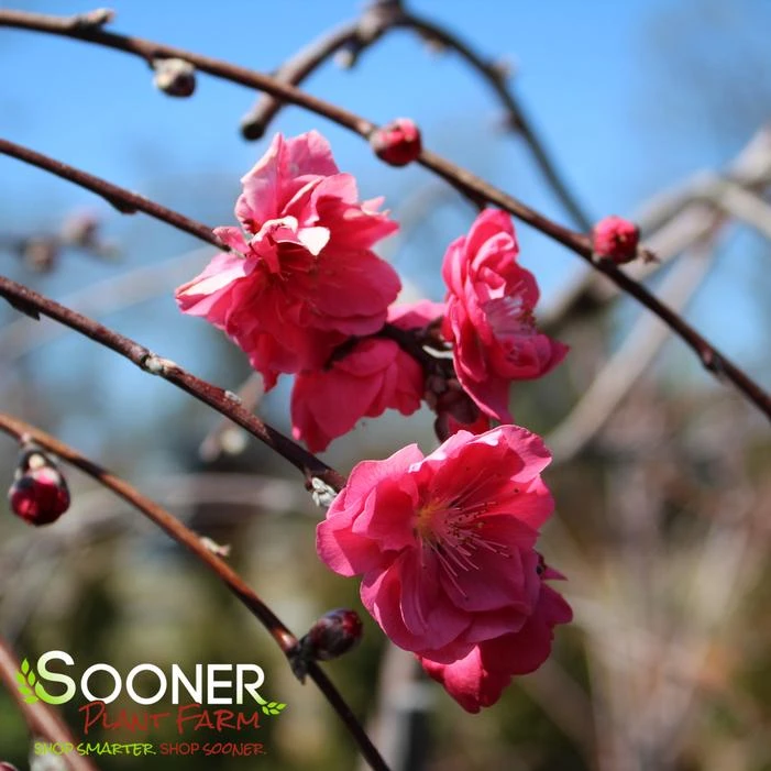 PINK CASCADE WEEPING ORNAMENTAL PEACH - Image 3