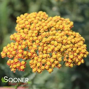 SASSY SUMMER SUNSET YARROW - Image 2