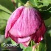 HONEYMOON® FRENCH KISS LENTEN ROSE