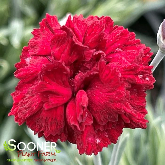 PRETTY POPPERS⢠ELECTRIC RED DIANTHUS